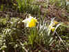 Narcisses vosgiens