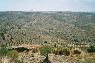 Premiers paysages avec les amandiers